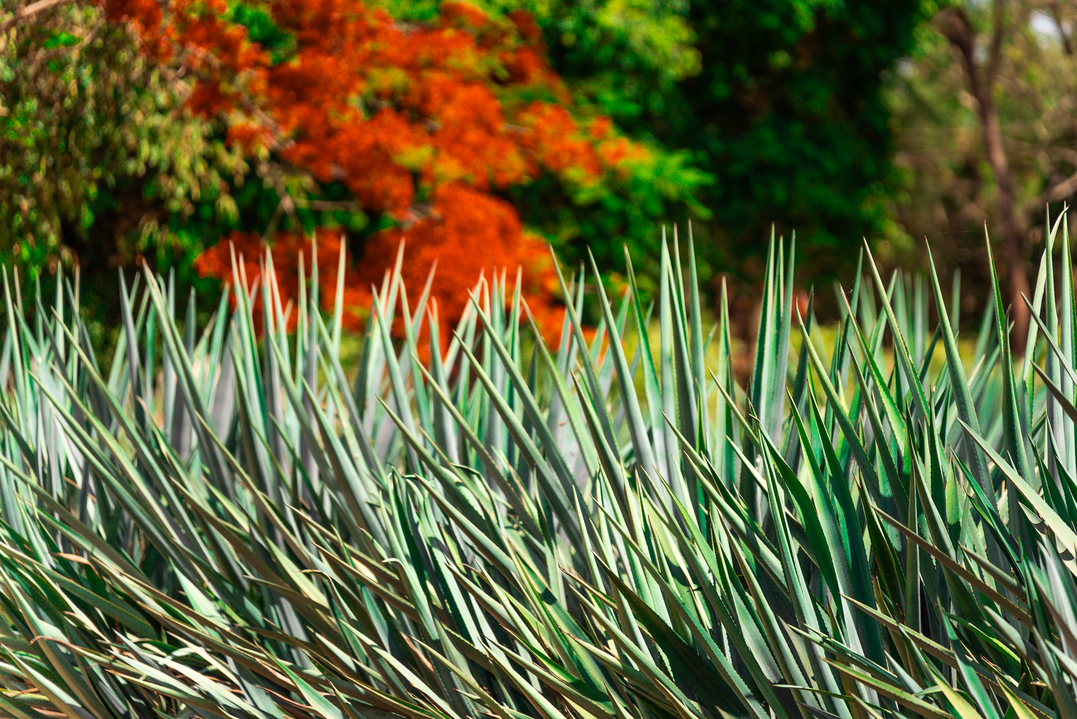 A harvested agave piña with its leaves cut back
