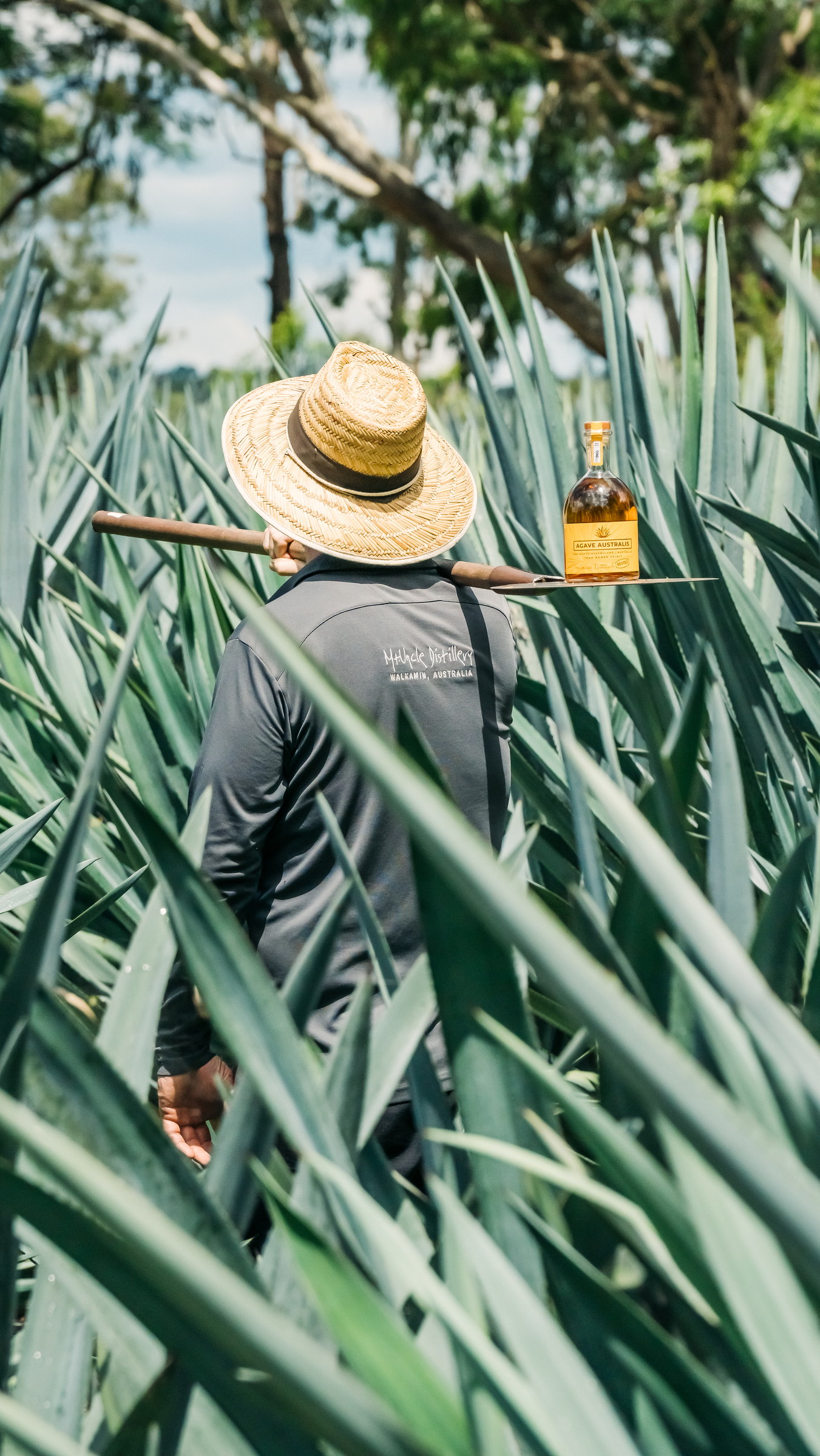 A Mt Uncle Distillery worker walking between rows of blue agave with a coa over one shoulder, carrying a tray with a bottle of Agave Australis Rested