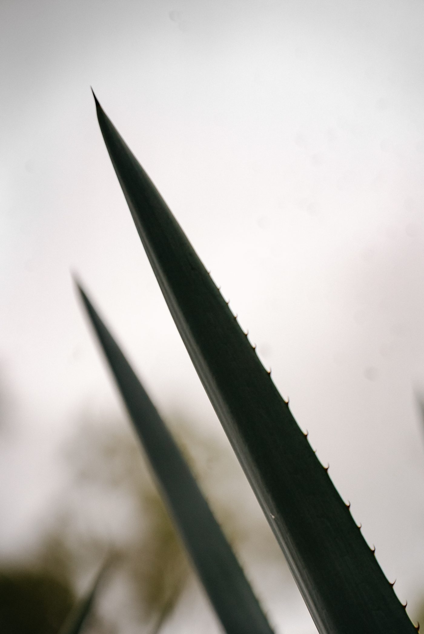 Close detail of a blue agave leaf tip and its terminal spine