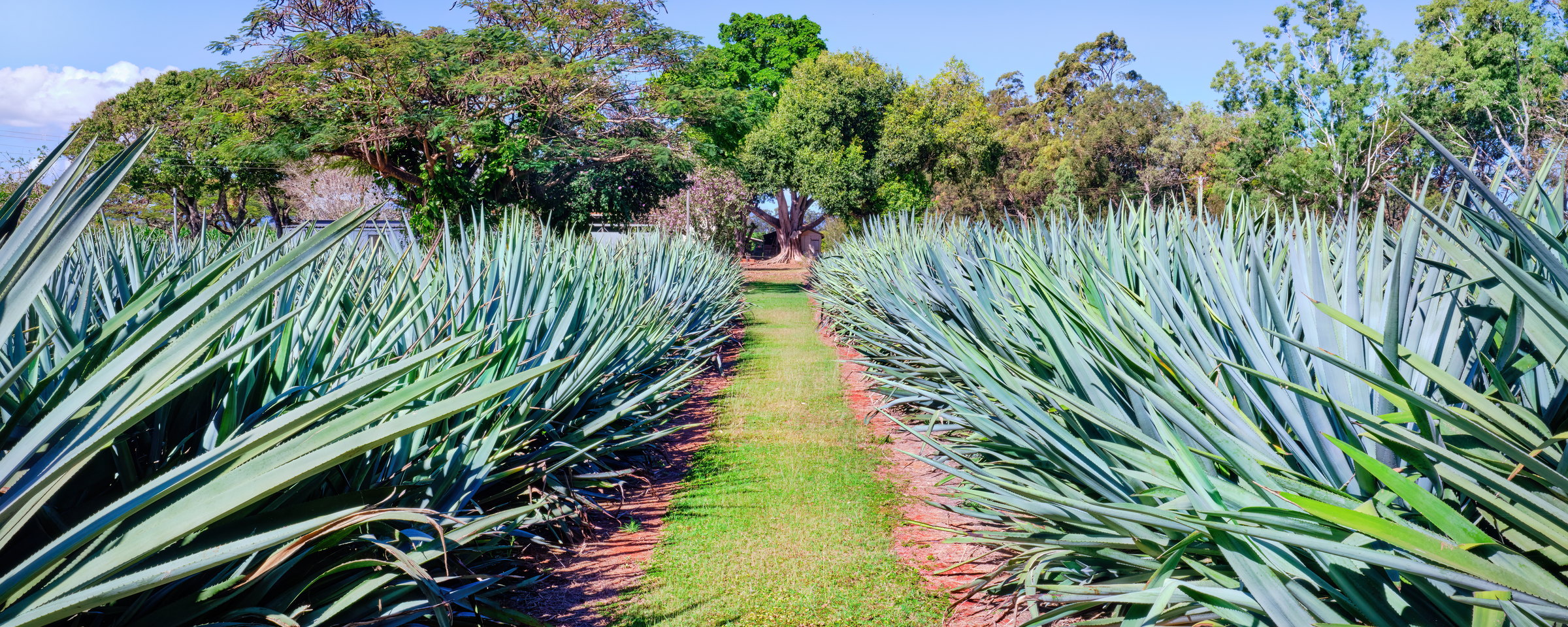A mown path between rows of mature blue agave with rainforest trees behind, on the Atherton Tablelands