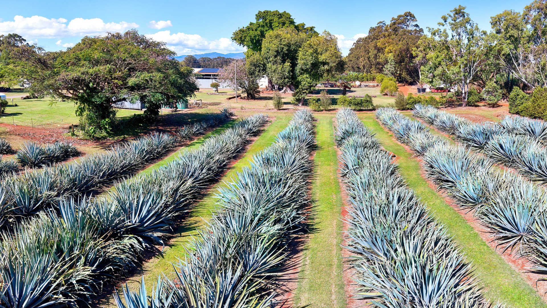 Rows of blue agave under an open sky on the Atherton Tablelands, Far North Queensland