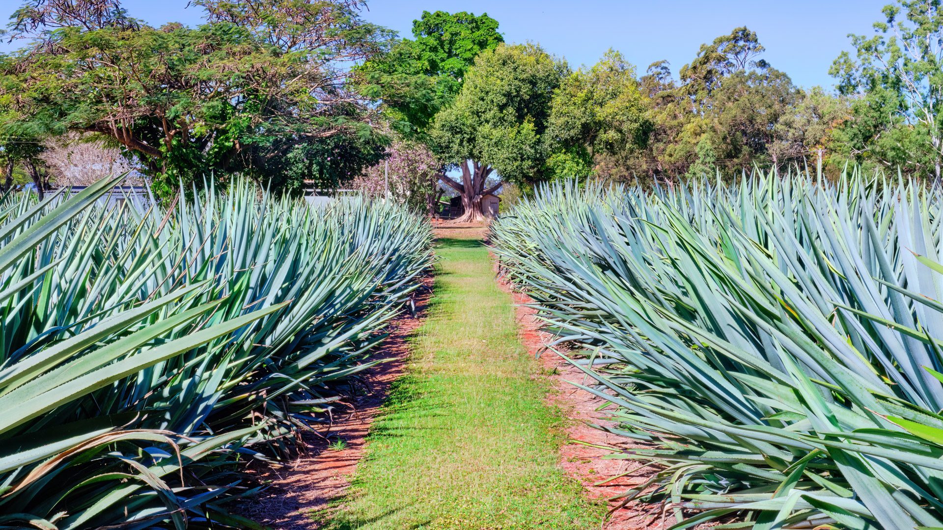 Rows of maturing blue agave in red basalt soil