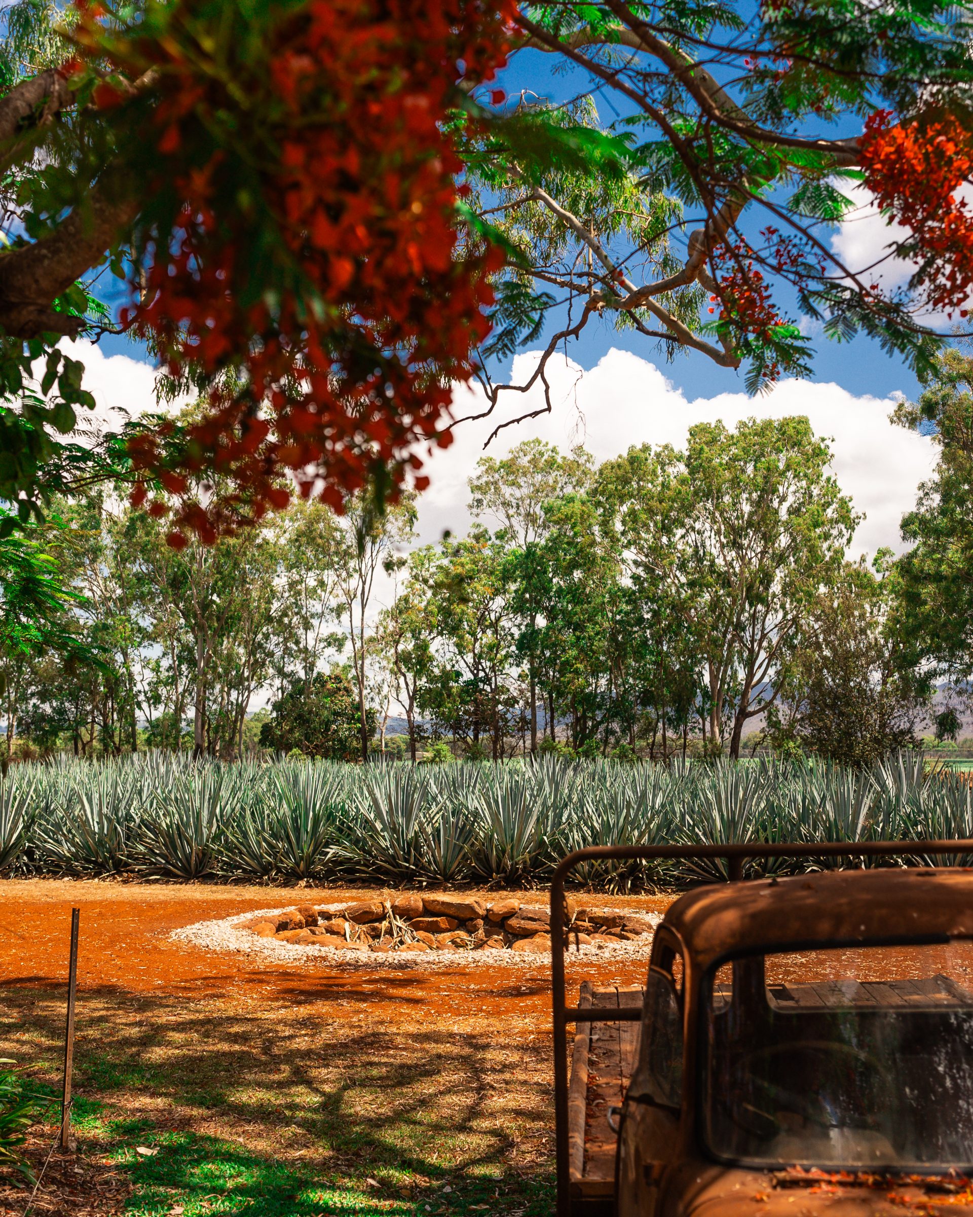 Why Volcanic Soil Changes Everything for Agave