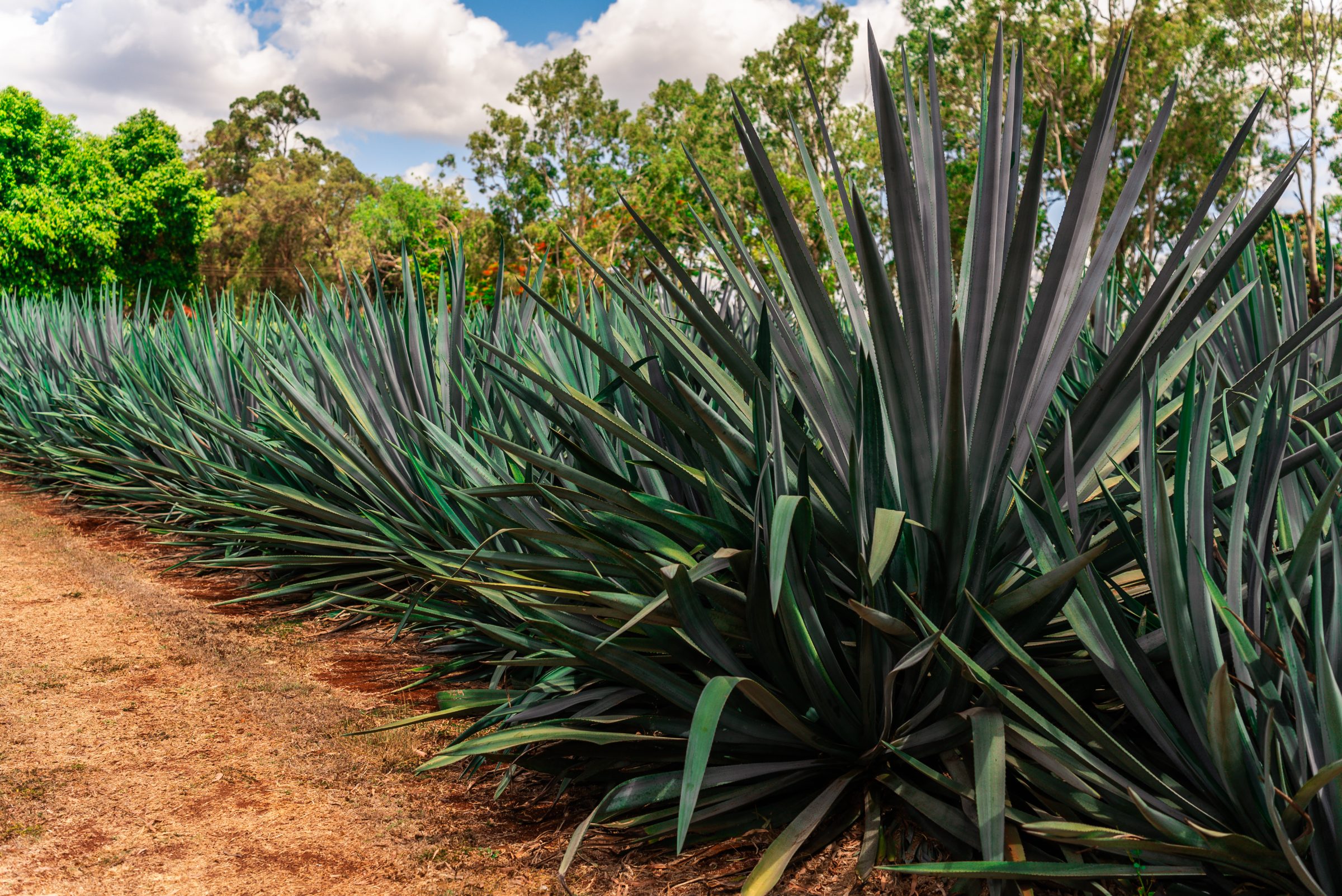 Far North Queensland: The Unlikely Home of Australian Agave