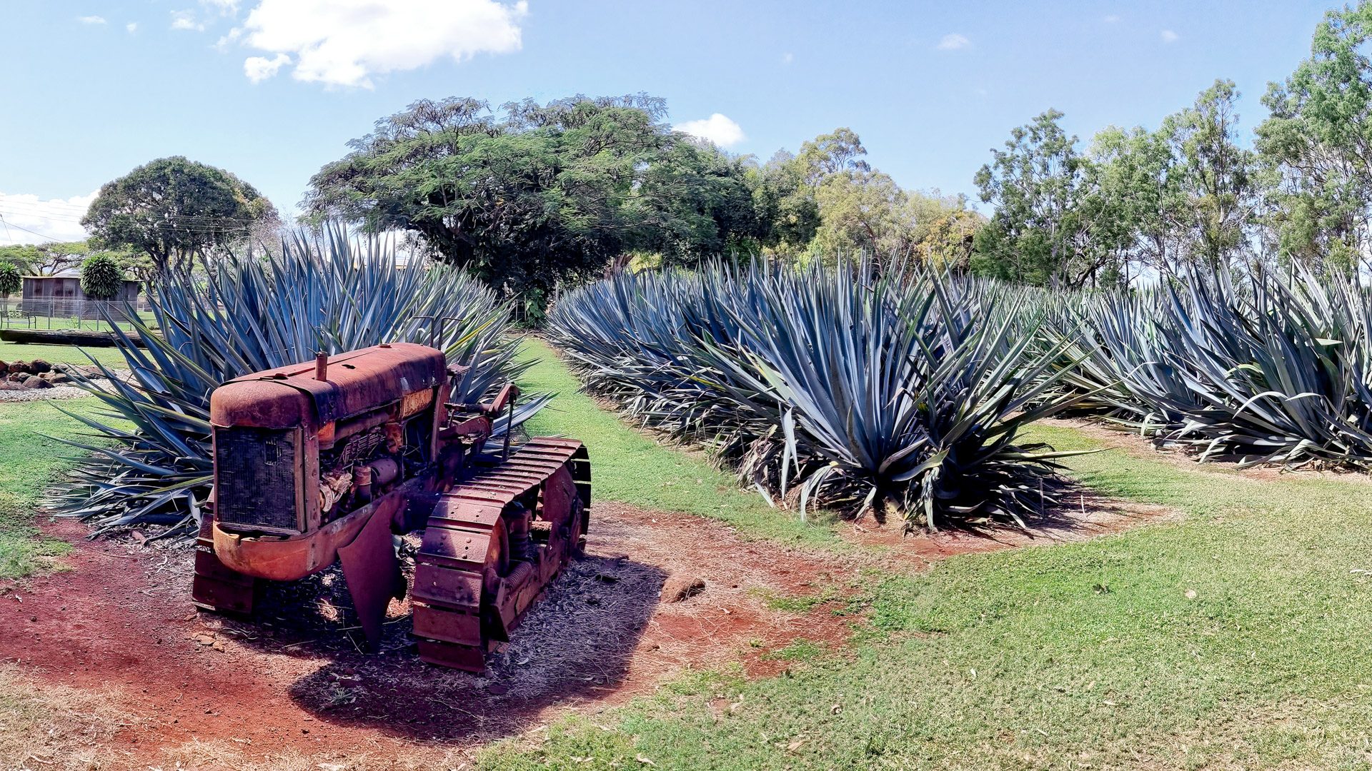 An old tractor parked among rows of blue agave in red volcanic soil on the Atherton Tablelands