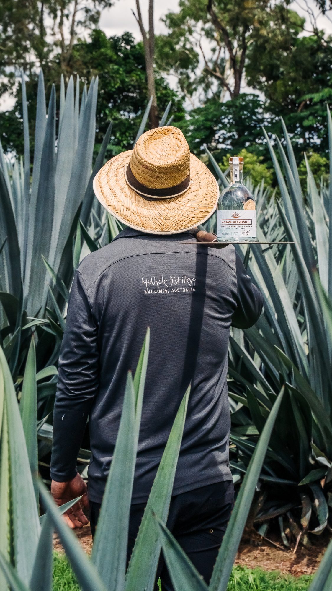 A bottle of Agave Australis Silver carried on a tray between rows of blue agave by a member of the Mt Uncle Distillery team